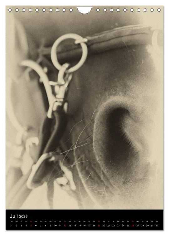 Produktbild: Traumpferde 2026 (Wandkalender 2026 DIN A4 hoch), CALVENDO Monatskalender