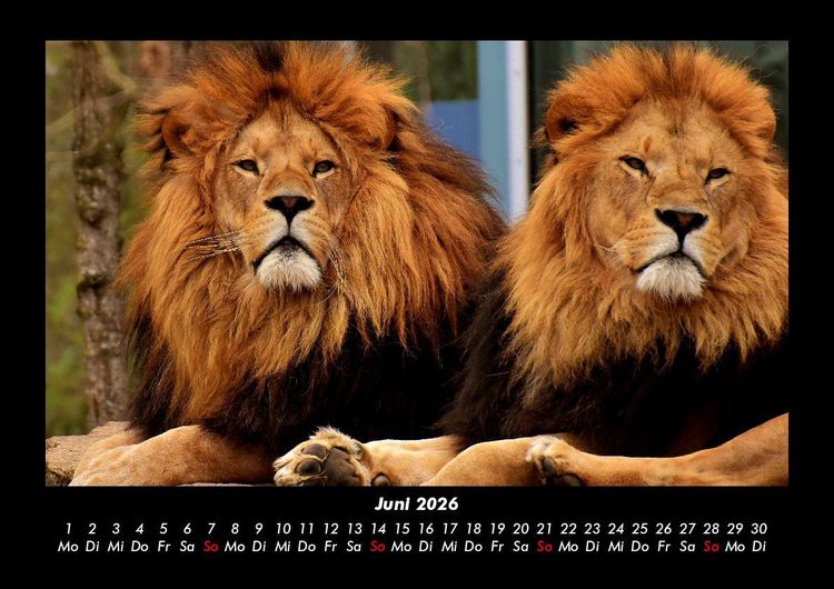 Produktbild: L&ouml;wen in der Wildnis 2026 Fotokalender DIN A3