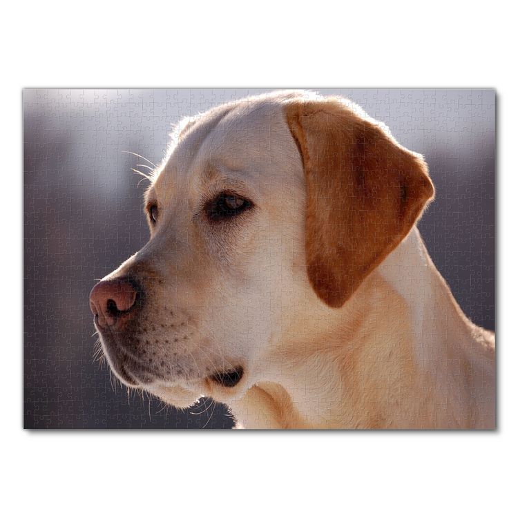 Produktbild: Lais Puzzle Labrador 1000 Teile