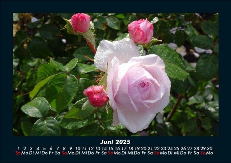 Produktbild: Blumentr&auml;ume 2025 Fotokalender DIN A5