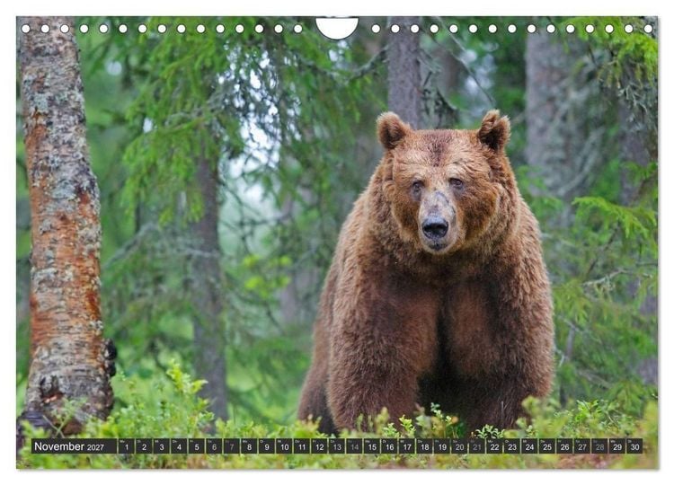 Produktbild: Magie des Augenblicks - B&auml;ren in nordischen W&auml;ldern (Wandkalender 2027 DIN A4 quer), CALVENDO Monatskalender