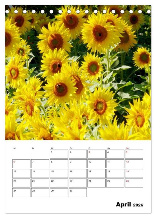 Produktbild: Leuchtende Sonnenblumen (Tischkalender 2026 DIN A5 hoch), CALVENDO Monatskalender