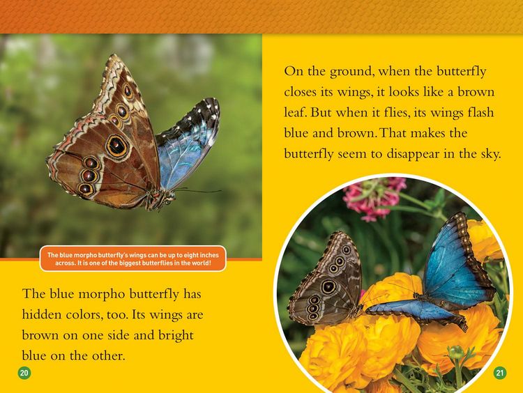 Produktbild: Animals That Change Color (National Geographic Kids Readers, Level 2)