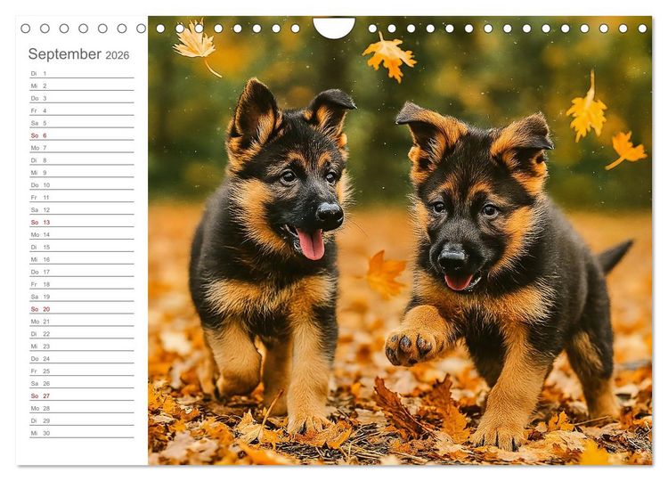 Produktbild: Sch&auml;ferhundliebe - Deine t&auml;gliche Dosis Welpenfreude &ndash; ganz ohne Gassi. (Wandkalender 2026 DIN A4 quer), CALVENDO Monatskalender