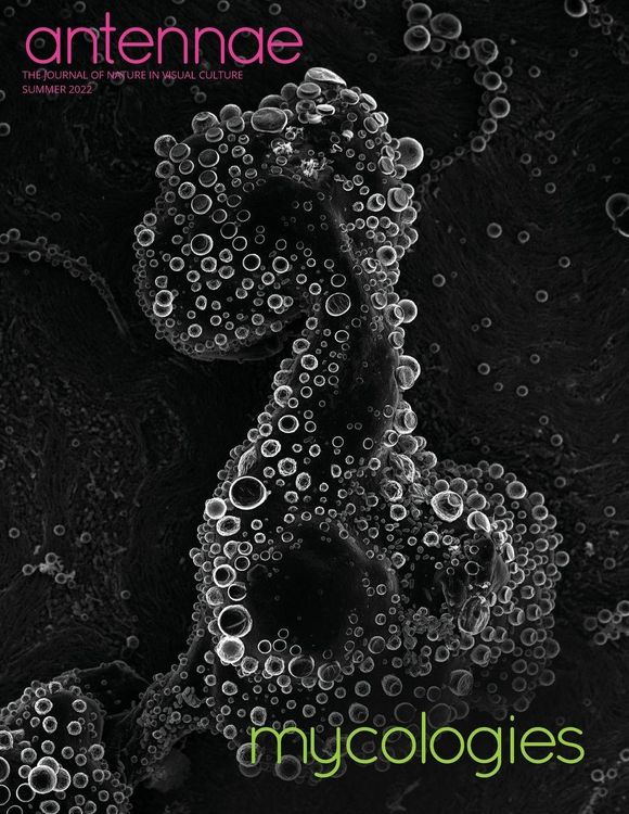 Produktbild: Antennae #58 Mycologies