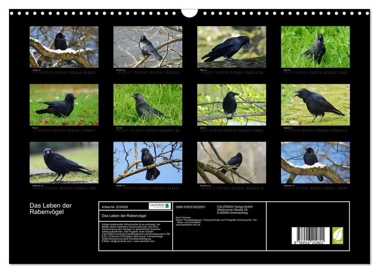 Produktbild: Das Leben der Rabenv&ouml;gel (Wandkalender 2026 DIN A3 quer), CALVENDO Monatskalender