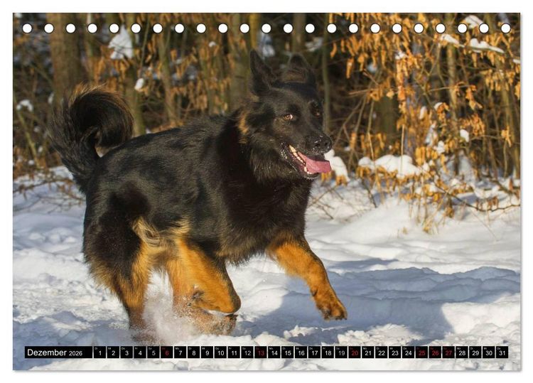 Produktbild: Altdeutsche H&uuml;tehunde - Fast vergessen (Tischkalender 2026 DIN A5 quer), CALVENDO Monatskalender