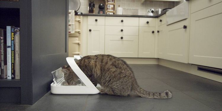 Produktbild: SureFeed Futterautomat Mikrochip chucker 400 ml Hund, Katze Wei&szlig; Steuerung &uuml;ber Chip oder RFID-Anh&auml;nger, Automatisch schlie&szlig;ender Deckel, f&uuml;r Nas