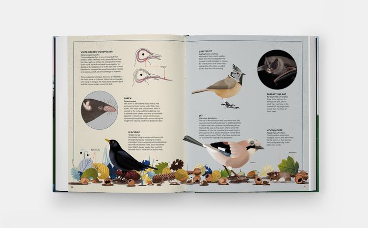 Produktbild: The Tomorrow Tree: How Nature Creates New Life From Old (2025)