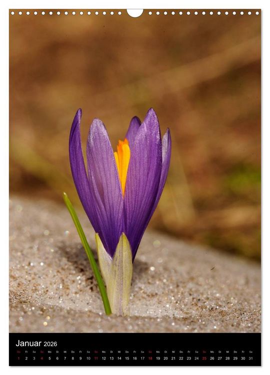 Produktbild: WILDBLUMEN (Wandkalender 2026 DIN A3 hoch), CALVENDO Monatskalender