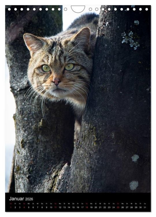 Produktbild: Wildkatzen - scheue J&auml;ger (Wandkalender 2026 DIN A4 hoch), CALVENDO Monatskalender