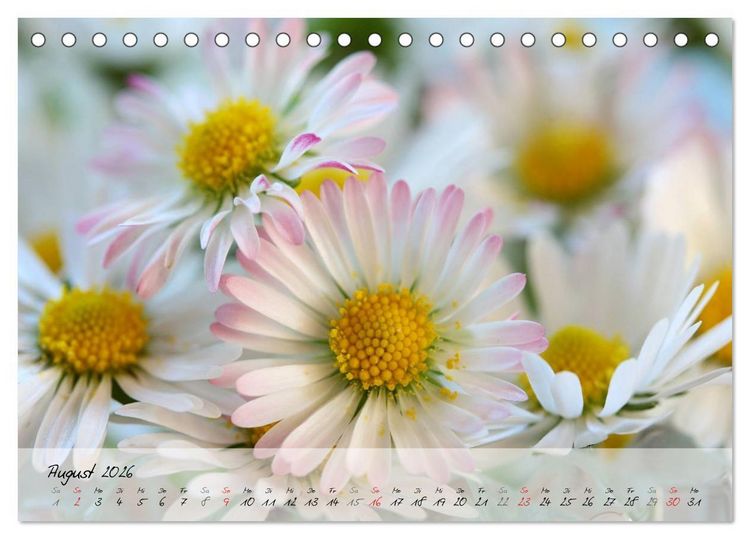 Produktbild: Bl&uuml;ten dicht an dicht (Tischkalender 2026 DIN A5 quer), CALVENDO Monatskalender