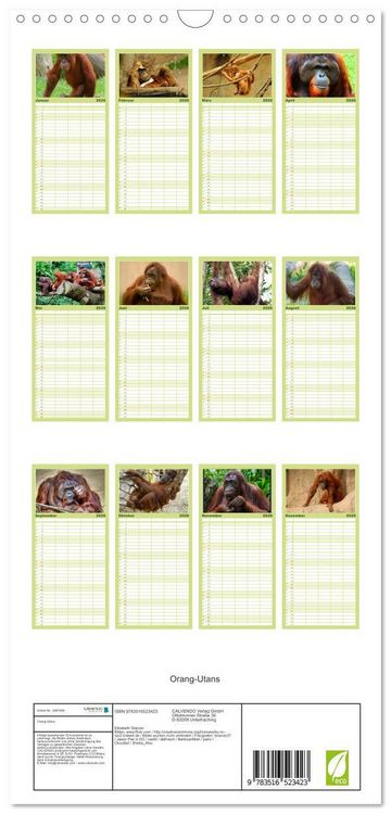 Produktbild: Familienplaner 2026 - Orang-Utans mit 5 Spalten (Wandkalender, 21 x 45 cm) CALVENDO