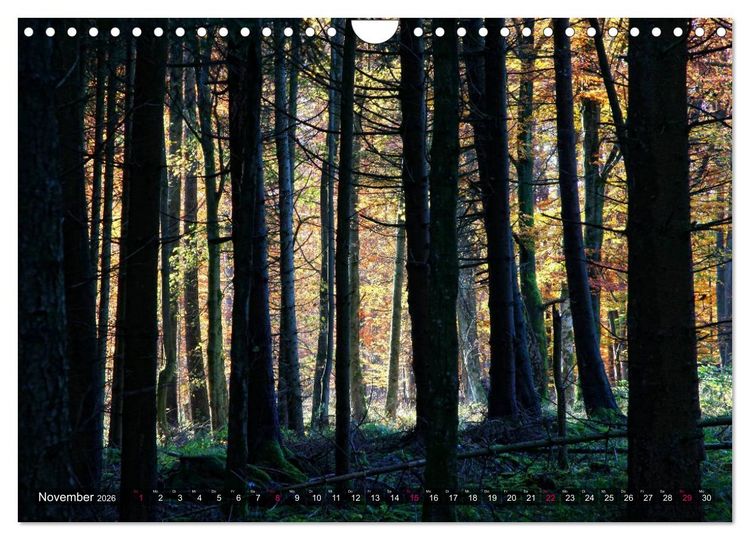 Produktbild: Erleuchtung im Wald (Wandkalender 2026 DIN A4 quer), CALVENDO Monatskalender