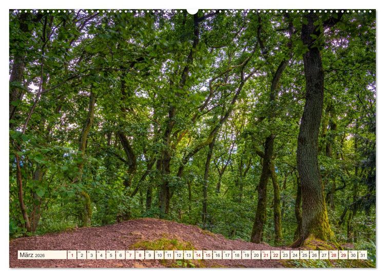 Produktbild: Im Zauber der W&auml;lder (Wandkalender 2026 DIN A2 quer), CALVENDO Monatskalender