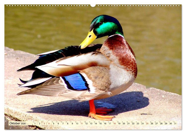 Produktbild: Enten. Beliebt, h&uuml;bsch und imposant (Wandkalender 2026 DIN A2 quer), CALVENDO Monatskalender