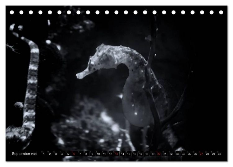 Produktbild: Meerestiere Bilder in Schwarz Weiss (Tischkalender 2026 DIN A5 quer), CALVENDO Monatskalender