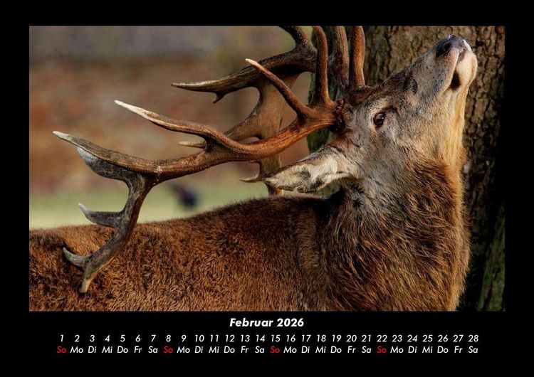 Produktbild: Tiere in der Wildnis 2026 Fotokalender DIN A3