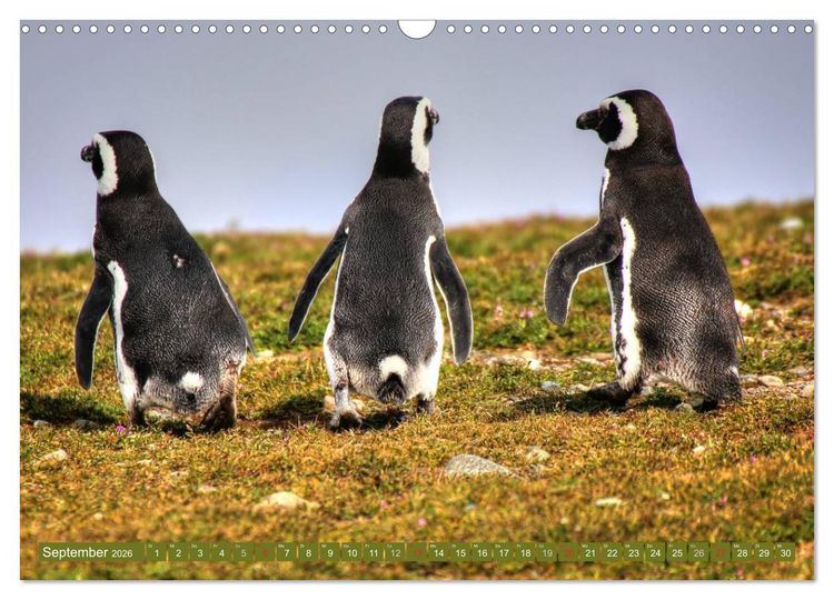 Produktbild: Wildes Patagonien - Abenteuer am Ende der Welt (Wandkalender 2026 DIN A3 quer), CALVENDO Monatskalender