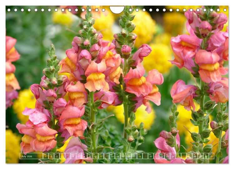 Produktbild: Blooming beauties (Wall Calendar 2026 DIN A4 landscape), CALVENDO 12 Month Wall Calendar