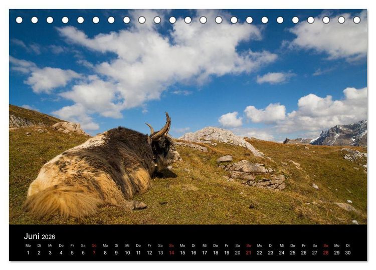 Produktbild: Tierkalender 2026 (Tischkalender 2026 DIN A5 quer), CALVENDO Monatskalender