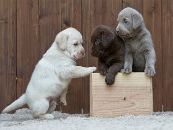 Produktbild: CALVENDO Puzzle Labrador Welpen Trio | 1000 Teile Lege-Gr&ouml;&szlig;e 64x48cm Foto-Puzzle f&uuml;r gl&uuml;ckliche Stunden