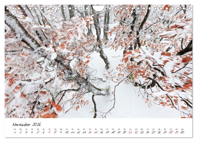 Produktbild: Im Atem der B&auml;ume (Wandkalender 2026 DIN A4 quer), CALVENDO Monatskalender