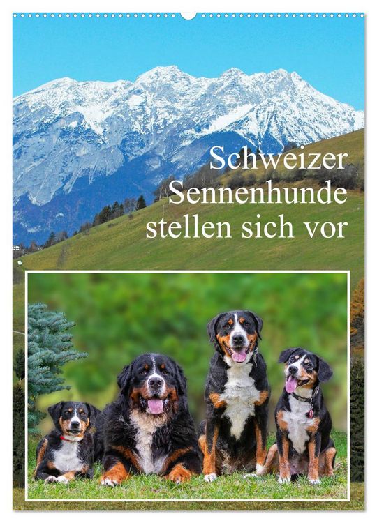 Produktbild: Schweizer Sennenhunde stellen sich vor (Wandkalender 2026 DIN A2 hoch), CALVENDO Monatskalender