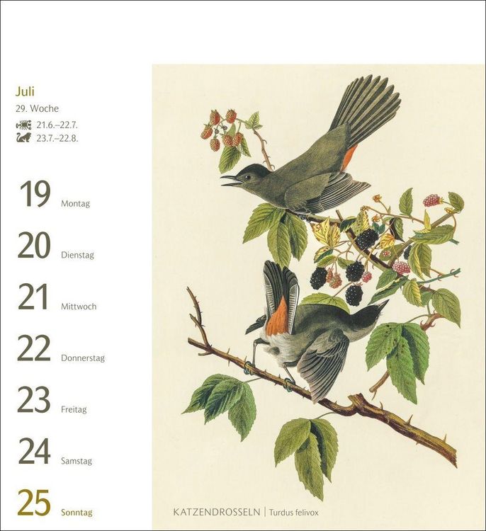 Produktbild: V&ouml;gel Postkartenkalender 2027 - Postkartenkalender mit 53 historischen Zeichnungen