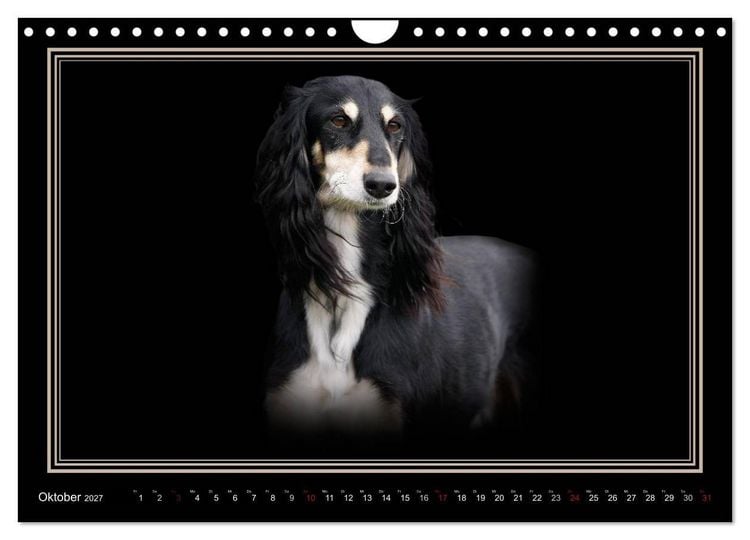 Produktbild: Saluki 2027 (Wandkalender 2027 DIN A4 quer), CALVENDO Monatskalender
