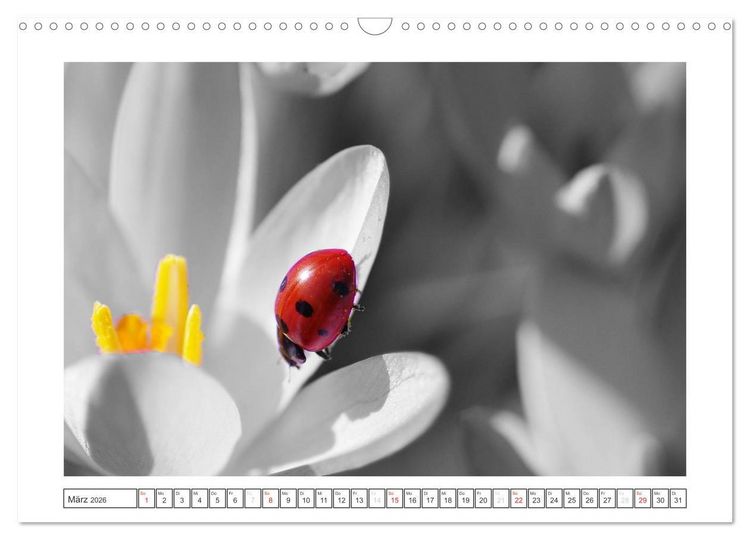 Produktbild: Natur schwarz - wei&szlig; Malerei (Wandkalender 2026 DIN A3 quer), CALVENDO Monatskalender