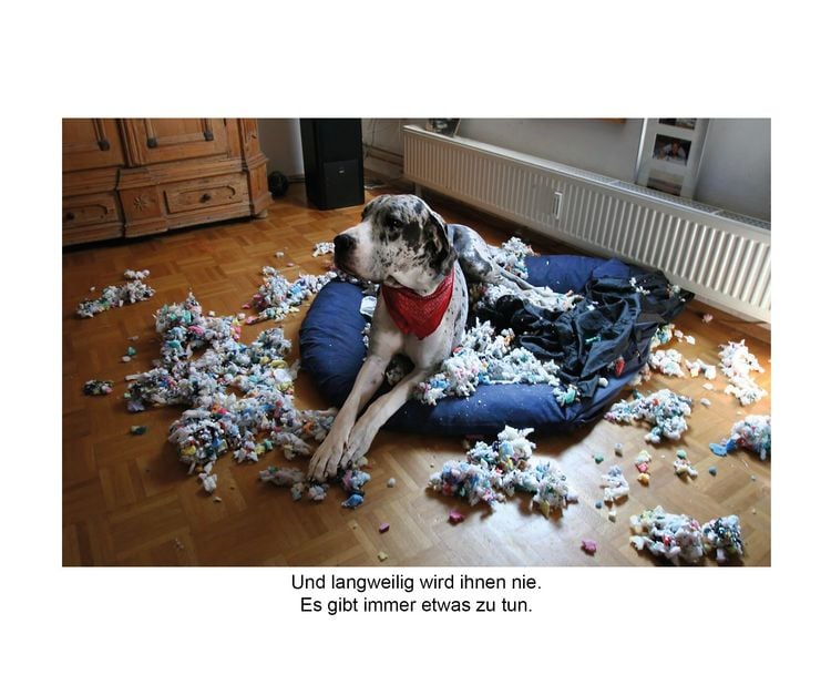 Produktbild: Der herabschauende Hund