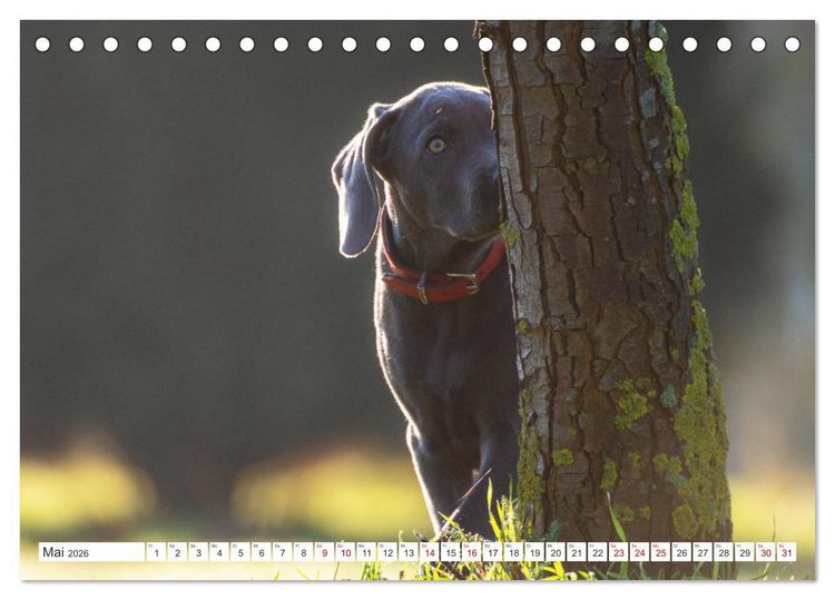 Produktbild: Weimaraner-Labrador (Tischkalender 2026 DIN A5 quer), CALVENDO Monatskalender