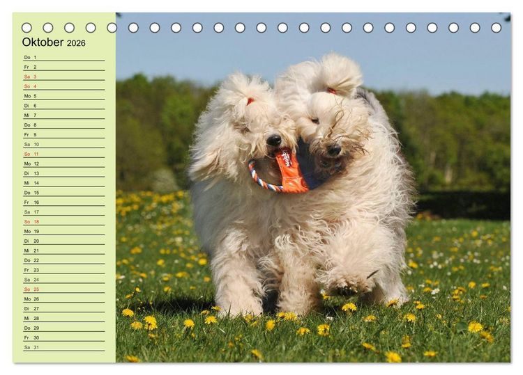 Produktbild: Traumhund Bobtail (Tischkalender 2026 DIN A5 quer), CALVENDO Monatskalender