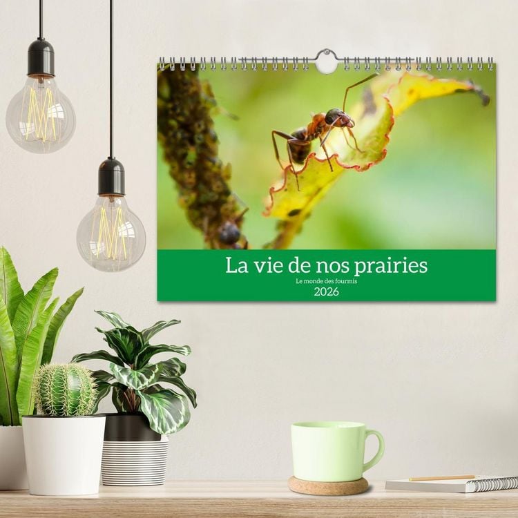Produktbild: La vie de nos prairies - Le monde des fourmis (Calendrier mural 2026 DIN A4 vertical), CALVENDO calendrier mensuel