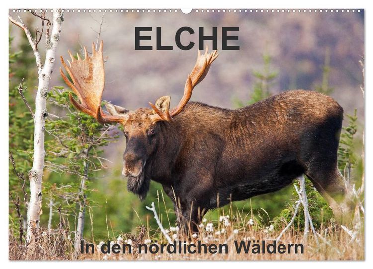 Produktbild: ELCHE In den n&ouml;rdlichen W&auml;ldern (Wandkalender 2026 DIN A2 quer), CALVENDO Monatskalender
