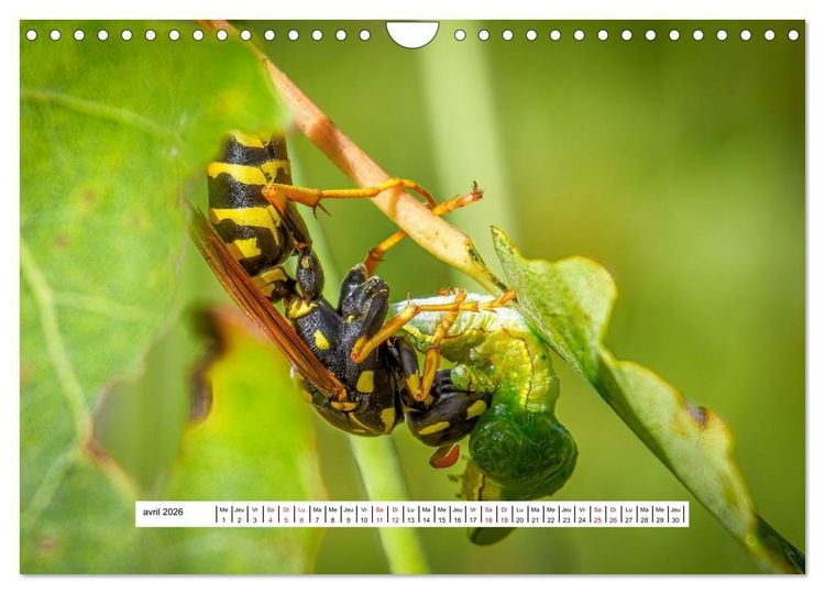 Produktbild: La vie de nos prairies - Les gu&ecirc;pes et les abeilles (Calendrier mural 2026 DIN A4 vertical), CALVENDO calendrier mensuel