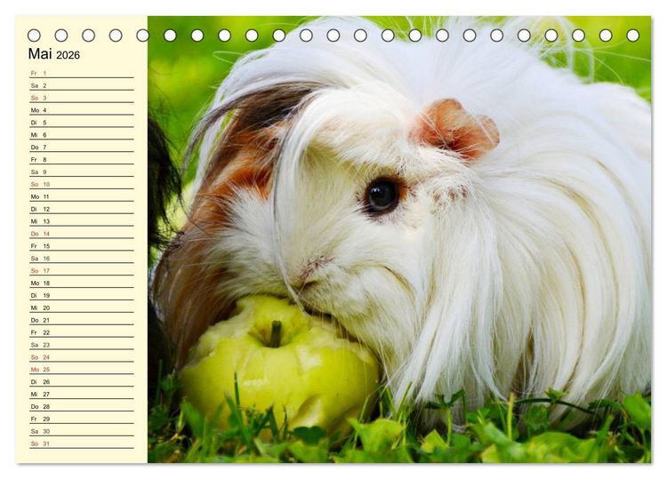 Produktbild: Meerschweinchen. Geliebte Nager (Tischkalender 2026 DIN A5 quer), CALVENDO Monatskalender