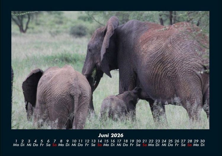 Produktbild: Elefanten 2026 Fotokalender DIN A4