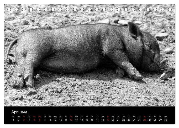 Produktbild: Das Leben der Schweine (Tischkalender 2026 DIN A5 quer), CALVENDO Monatskalender