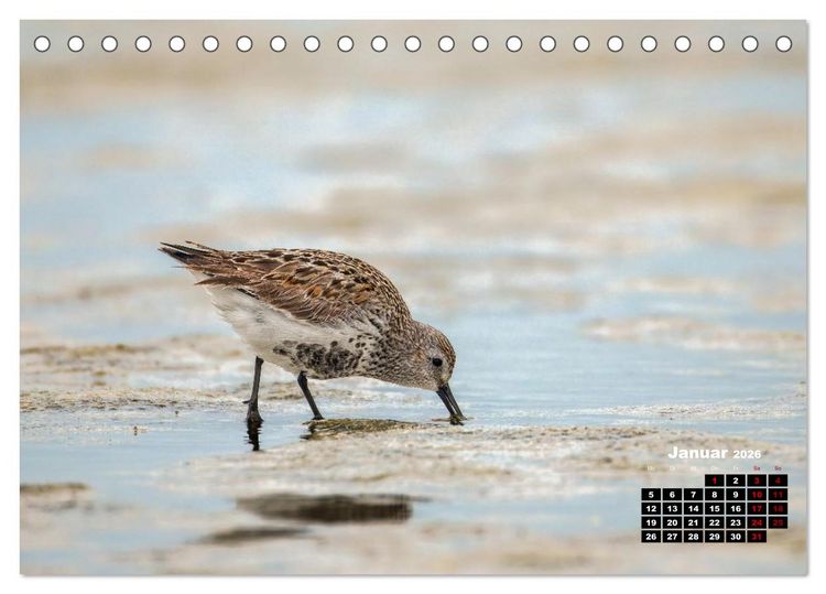 Produktbild: Die Vogelwelt der &Auml;u&szlig;eren Hebriden (Tischkalender 2026 DIN A5 quer), CALVENDO Monatskalender