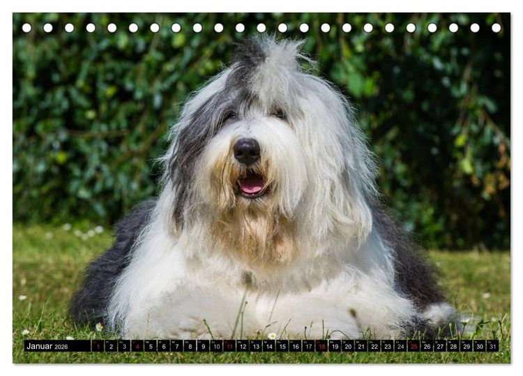 Produktbild: Traumhund Bobtail (Tischkalender 2026 DIN A5 quer), CALVENDO Monatskalender