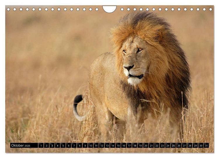 Produktbild: Magie des Augenblicks - L&ouml;wen - Herrscher der Savanne (Wandkalender 2026 DIN A4 quer), CALVENDO Monatskalender