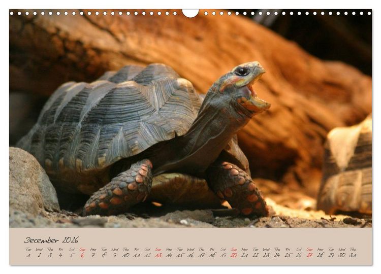 Produktbild: Turtles and Tortoise / UK-Version (Wall Calendar 2026 DIN A3 landscape), CALVENDO 12 Month Wall Calendar