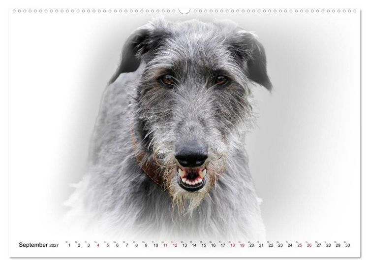 Produktbild: Windhund Portrait 2027 White Edition (Wandkalender 2027 DIN A2 quer), CALVENDO Monatskalender