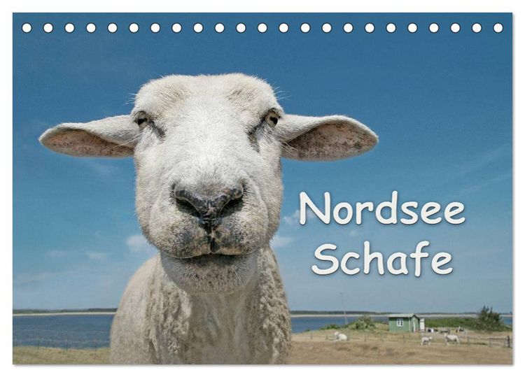 Produktbild: Nordsee Schafe (Tischkalender 2026 DIN A5 quer), CALVENDO Monatskalender