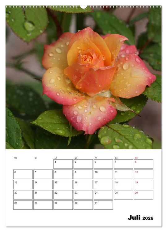 Produktbild: Zauberhafte Rosen (Wandkalender 2026 DIN A2 hoch), CALVENDO Monatskalender