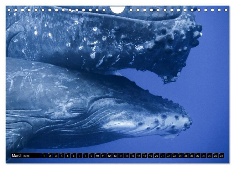 Produktbild: A Whale of a Year (Wall Calendar 2026 DIN A4 landscape), CALVENDO 12 Month Wall Calendar