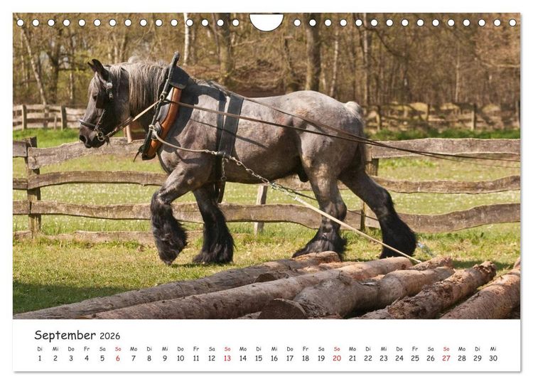 Produktbild: Kaltblut - schwere Pferde mit Herz (Wandkalender 2026 DIN A4 quer), CALVENDO Monatskalender