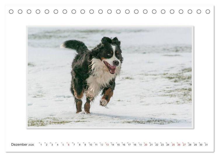 Produktbild: Emotionale Momente: Berner Sennenhund. (Tischkalender 2026 DIN A5 quer), CALVENDO Monatskalender